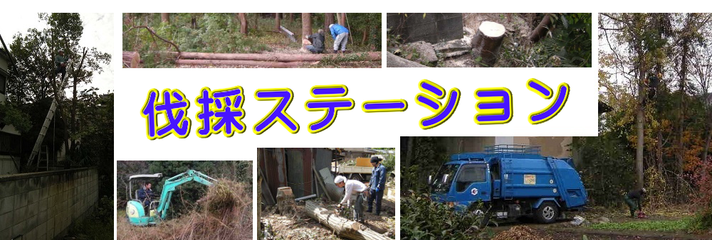 福岡市の庭木伐採、立木枝落し、草刈りを承ります。